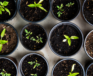 8 Vegetables To Grow In Your Garden This Year