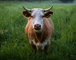 Why Grass-Fed, Grass-Finished Beef Matters